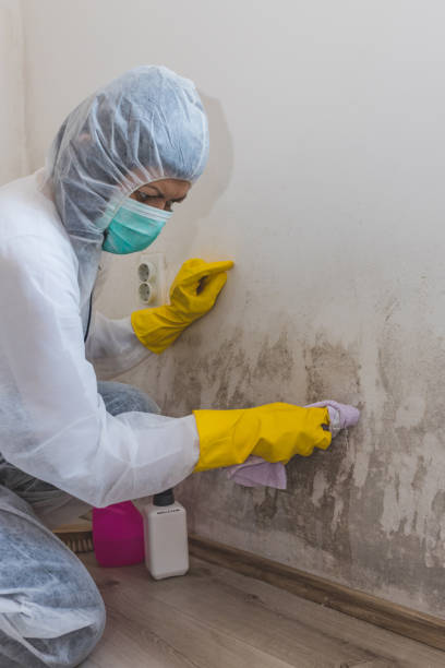 Best Post-Construction Mold Inspection  in Truman, MN