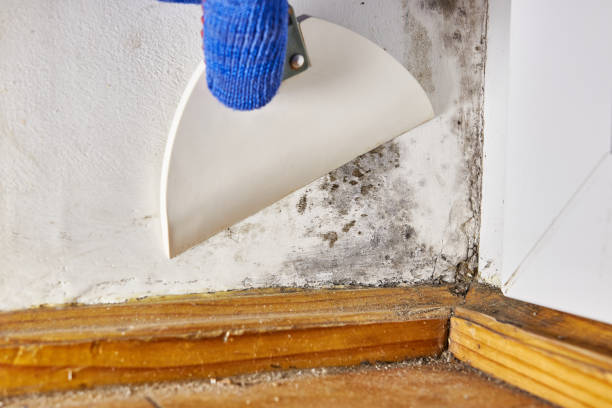 Best Comprehensive Air Testing for Mold Contaminants  in Truman, MN