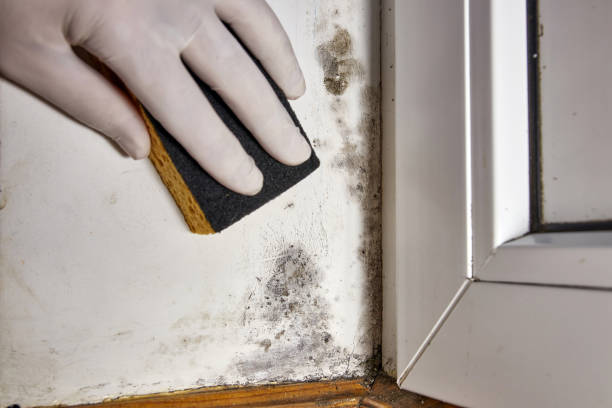 Best Mold Damage Restoration  in Truman, MN